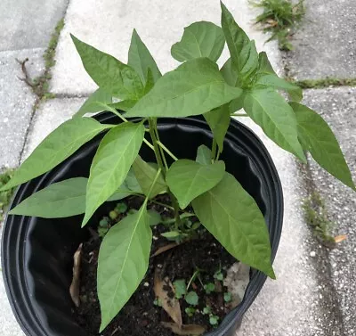 2 Live Plants - Thai Chili Seedling Live Plant 10” Inches Tall • $10.99