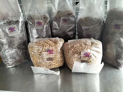 Large Monotub Kit Grains And Substrate Mushrooms Grow Kit Only Add Spores Or Lc • £34.99