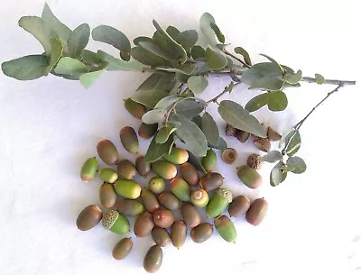 20 Seeds New 2023 Crop Quercus Engelmannii Acorns - Pasadena Oak • $19.95