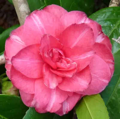 Pink Camellia Orandako Good Size Plant UK Hardy Wel Rooted Evergreen Shrub Bush • £16.99