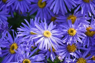 £4.99 • Buy Aster X Frikartii 'Monch' 9cm Pot, Lavender Blue Daisy Like Flowers