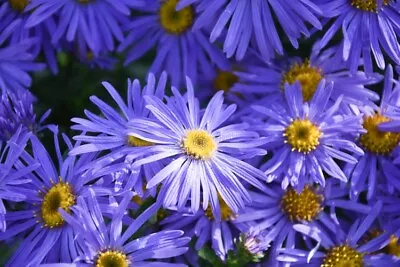 £4.99 • Buy Aster X Frikartii 'Monch' 9cm Pot, Lavender Blue Daisy Like Flowers
