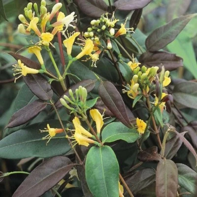 £20 • Buy 2 X 3L Honeysuckle Lonicera Copper Beauty Semi-Evergreen Flowering Climber