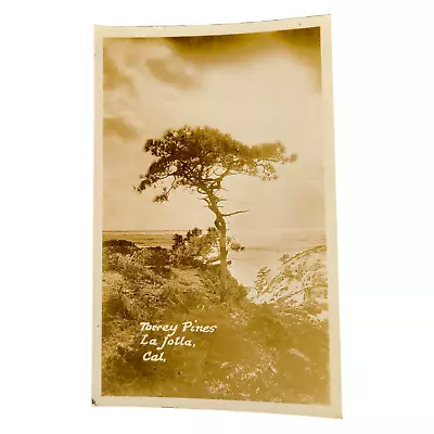 1905 Torrey Pines La Jolla California RPPC Real Photo Postcard Ca Vintage • $14