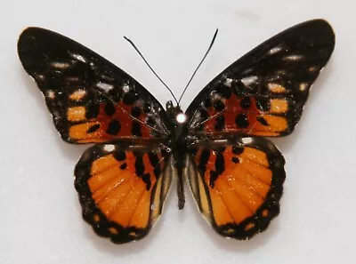 Butterfly X1 Male Pseudacraea Warburgi (Ghana) • $4.42