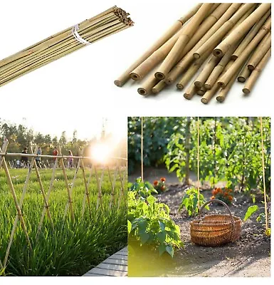 5ft Bamboo Canes Thick Pole Stakes Strong Heavy Plants Flowers Support Garden  • £18.95