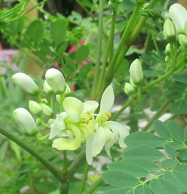 50 Moringa Seeds (Moringa Oleifera) BUSINESS OPPORTUNITY - RESELL PLANTS SEEDS • $15.97