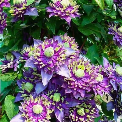 20 SEEDS Spike Purple CLEMATIS Rare Flower Exotic Vine 23 Bush Plant USA Seller • $7.75