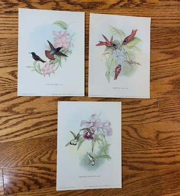 Set Of 3 Vintage J Gould Hummingbird Prints 8  X 6  No Frames • $9.90