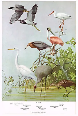 Heron Spoonbill  Egret Ibis Crane Limpkin Bird Print Picture Vintage 1959 AB#96 • $4.34