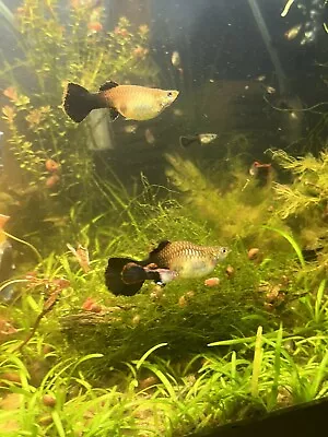 Pregnant Female Guppies 1 Pack • $20