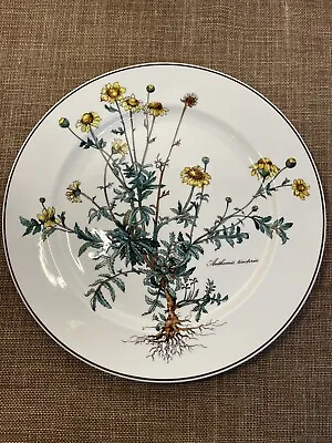 Villeroy & Boch Botanica 10 1/2  Dinner Plate Anthemis Root Vintage EUC • $29.69