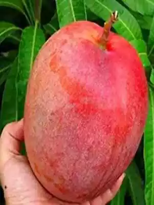 2 Miyazaki Mango Seeds Manglifera  Outdoor High Germination Planting USA • $24.99