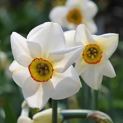 Narcissus 'poeticus Recurvus' Pheasant Eye~very Fragrant~heirloom Daffodil Bulbs • $8.39