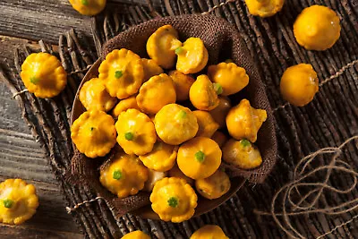 50 Early Yellow Bush  Patty Pan  Scallop Squash Seeds | Pattypan Vegetable Seeds • $2.39