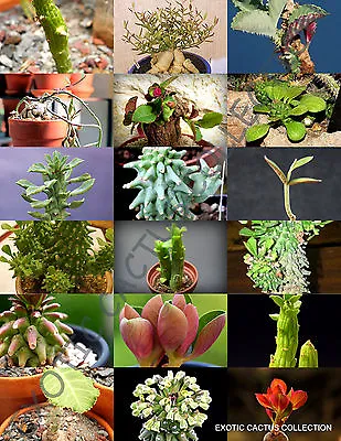  MONADENIUM MIX @j@ Rare Exotic Flowering Succulent Cactus Variety Seed 10 SEEDS • $8.99