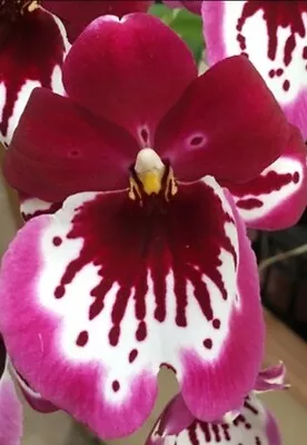 Milt. Lennart Karl Gottling 'Red Rim' IN SPIKE Live Orchid Plant Blooming Size • $24.99