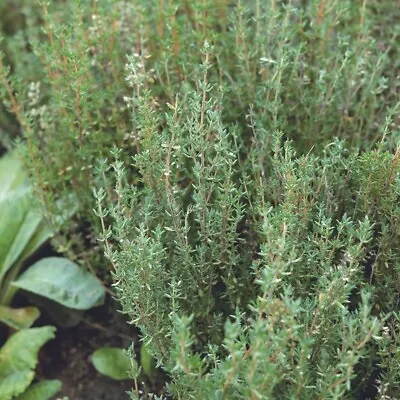 Thyme Live Plants  - Herb  Plants 12 Inch Easy To Plant (3 Plants) • $9.95