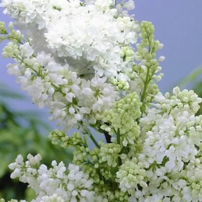 Syringa Lilac Madame Lemoine Plant Fragrant Shrub/tree White Flowers • £11.49