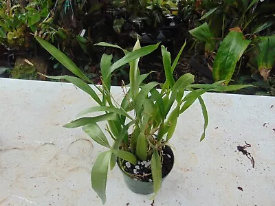 RARE Encyclia Livida Several SHEATHS 4  Pot RECENTLY IMPORTED SPECIES • $60