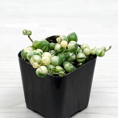 Succulent Plant - Senecio Rowleyanus Variegated String Of Pearls - In 2  Pot • $5.99