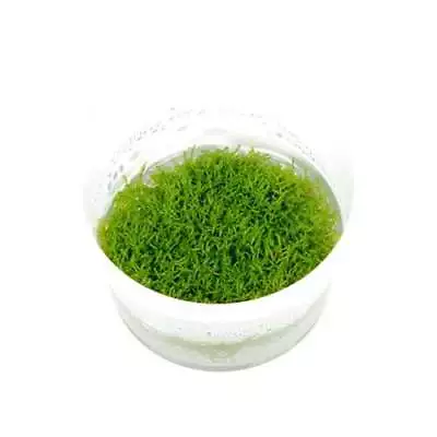 £8.95 • Buy Tropica Riccia Fluitans 1-2-GROW!