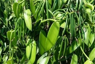 7 Vanilla Planifolia Orchid Plant Species Rooted-Live Cutting Vanilla Bean Plant • $35.75