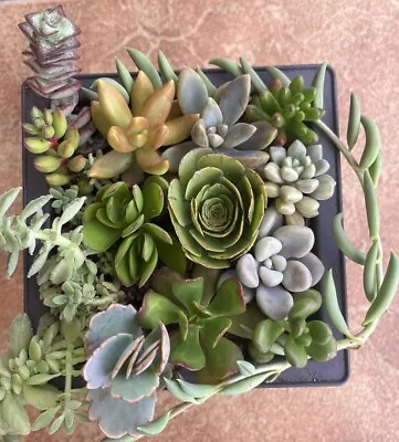 Succulent/Cuttings/Rare Varieties/Free Shipping • $19.95