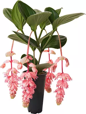 Royal GLOW Magnifica Medinilla Plant~Live Well Rooted STARTER Plant~ VERY RARE • $29.99