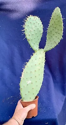 £14.75 • Buy Large Cactus Plant - Opuntia Engelmannii V Linguiformis - Approx 54 Tall