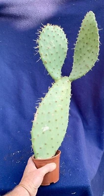£14.75 • Buy Large Cactus Plant - Opuntia Engelmannii V Linguiformis - Approx 54 Tall