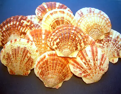 Sea Shells Pecten Lentigious Colorful 12 PIECE LOT 1.5  - 3.0  Genuine Seashell • $11.77