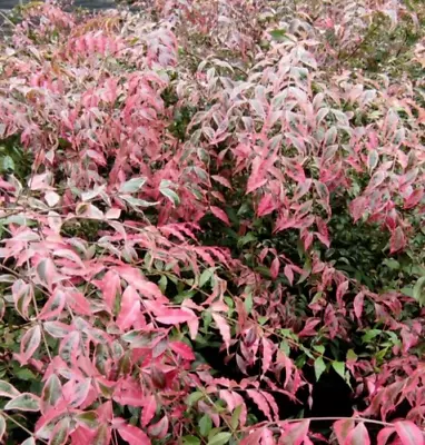 *GRAFTED* *VARIEGATED* Plinia Coronata • $31