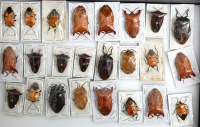 £16 • Buy 24 Passalid Bugs From Malaysia