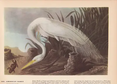 Audubon 1942 Vintage Birds #386  American EGRET  Full Color Art Plate Lithograph • $5