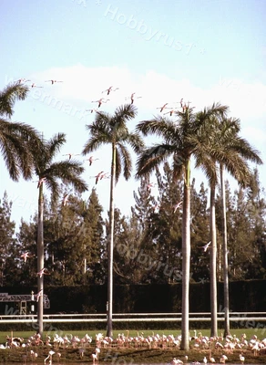 £4.95 • Buy Flying Pink Flamingos Vintage 1966 Original 35mm Photo Slide