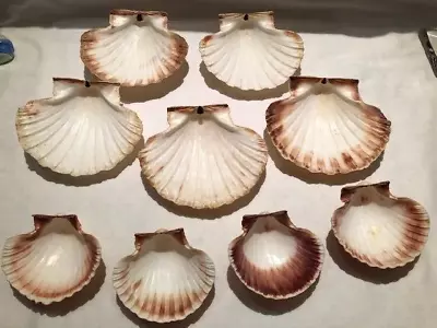 $9.99 • Buy 9 Natural Scallop Sea Shells Beach Decor Craft Baking Serving