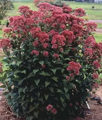 50 Mixed Colors JOE PYE WEED Eupatorium Maculatum Flower Seeds • £2.41