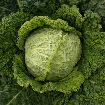 Savoy Perfection Cabbage Seeds NON-GMO Drumhead Easy Grow Heirloom FREE SHIP • $1.69