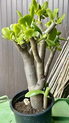 SALE: Large Trunk Jade Plant Crassula Ovata. Many Request For And Limited Amount • $43