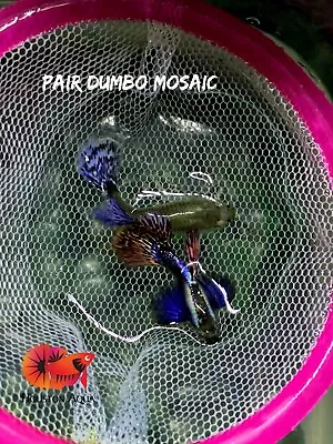 $45.70 • Buy 1 Trio - Dumbo Mosaic Butterfly - Live Aquarium Guppy Fish -  Premium Grade A+++