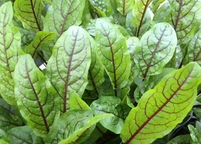 £2.29 • Buy 100 Seeds Red Veined SORREL - Herb Seeds - Hints Of Citrus / Ideal As Baby Leaf