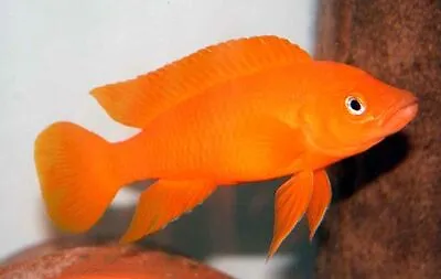 Lamprologus Leleupi Orange Tanganyika Cichlid 4cm • £20