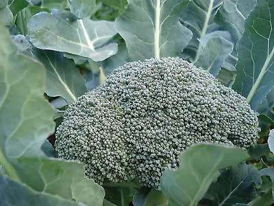 BROCCOLI 'Di Cicco Early' 125 Seeds Italian Heirloom Vegetable Garden NON GMO  • $2.60