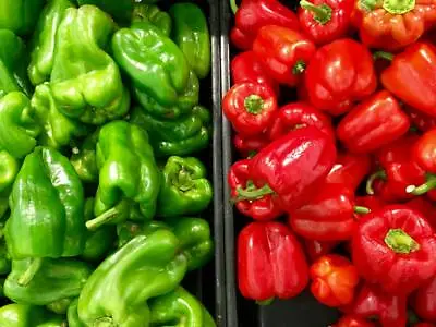 25 Yolo Wonder Red & Green Bell Pepper Seeds • £2.39