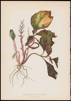 1879 Meehan US Plants Antique Botanical Print Pachysandra Procumbens #8 • $15.99