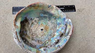 Huge Natural 9 Inch Abalone Shell From Monterey CA • $48.88