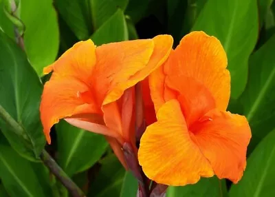 Canna Indica ORANGE  5 SEEDS  VIABLE SEEDS OF THIS TROPICAL EXOTIC PLANT • £3.95