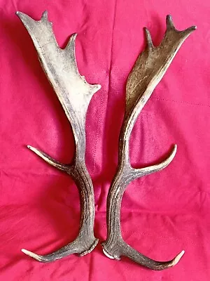 PAIR OF FALLOW DEER ANTLERS 1.29kg.   Aprox. 57.5/60cm. • £85