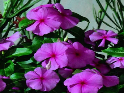 50 Vinca Seeds Sunsplash Grape Seeds • $4.25